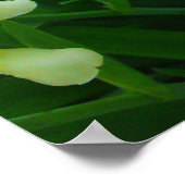 Geel Iris Poster (Hoek)