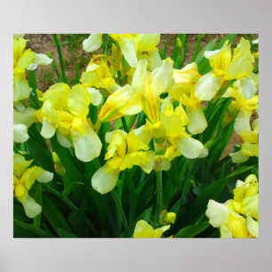 Geel Iris Poster