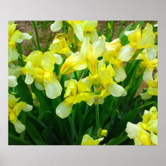 Geel Iris Poster (Voorkant)