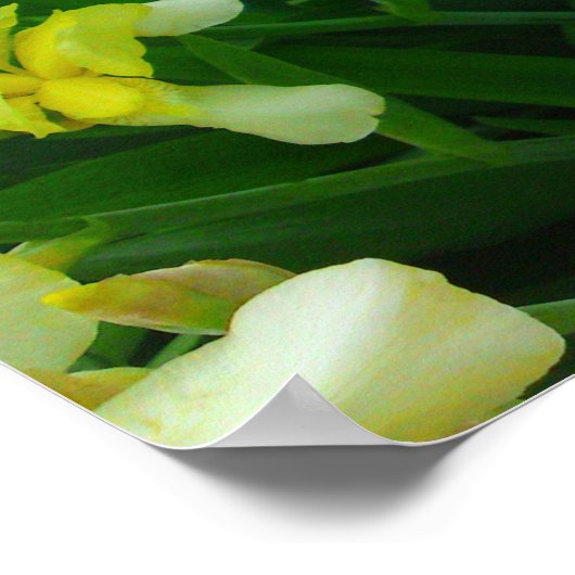 Geel Iris Poster (Hoek)