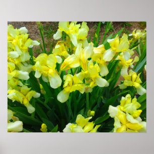 Geel Iris Poster