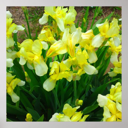 Geel Iris Poster (Voorkant)