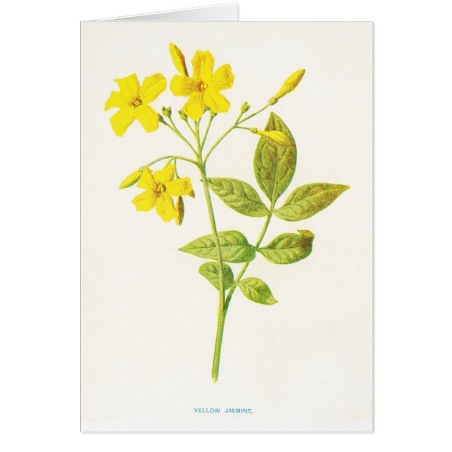 Geel Jasmine  Botanische Illustratie (Voorkant)
