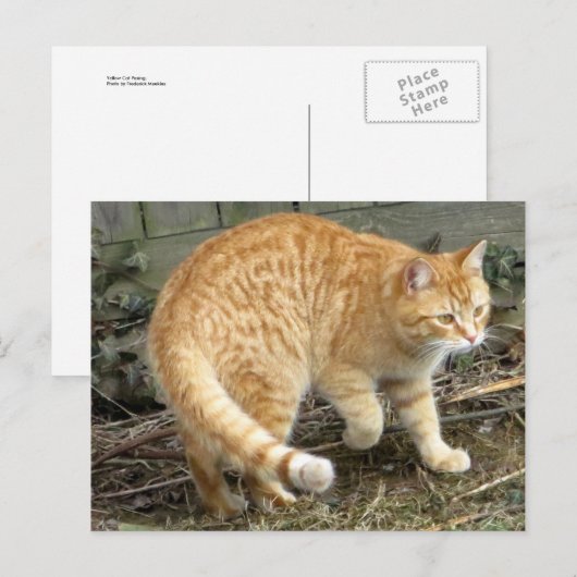Geel kattenpoeder briefkaart (Voorkant / Achterkant)