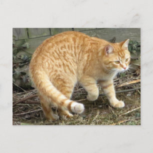 Geel kattenpoeder briefkaart
