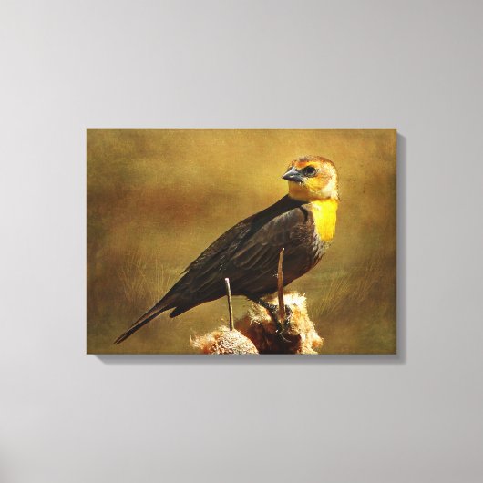 Geel-kopige Blackbird Stretched Canvas print (Voorkant)