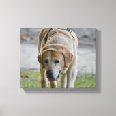 Geel LAb-Afbeelding Canvas Afdruk (Voorkant)