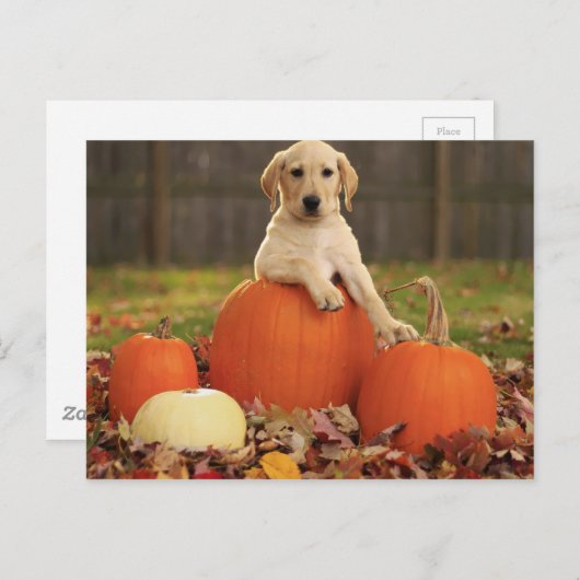 Geel lab in de Herfst Briefkaart (Voorkant / Achterkant)