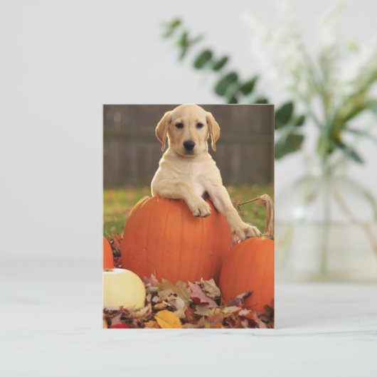 Geel lab in de Herfst Briefkaart (Staand voorkant)