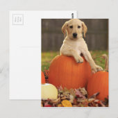 Geel lab in de Herfst Briefkaart (Voorkant / Achterkant)