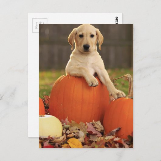 Geel lab in de Herfst Briefkaart (Voorkant / Achterkant)