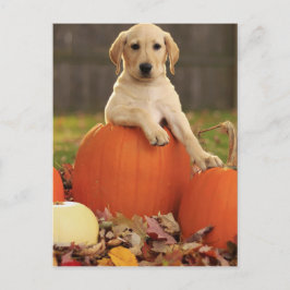 Geel lab in de Herfst Briefkaart