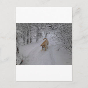 Geel lab spelen in verse wintersneeuw briefkaart
