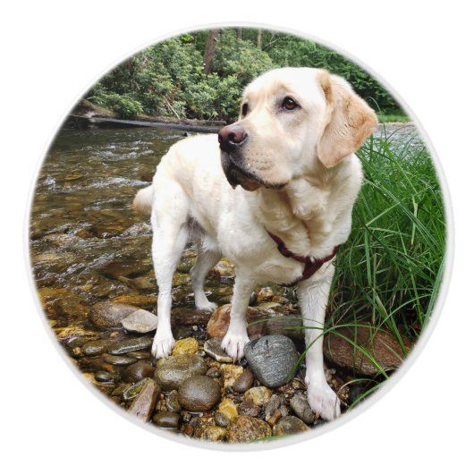 Geel lab, waterhond in een kreek keramische knop (Voorkant)