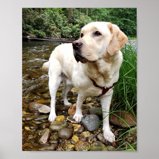 Geel lab, waterhond in een kreek poster (Voorkant)