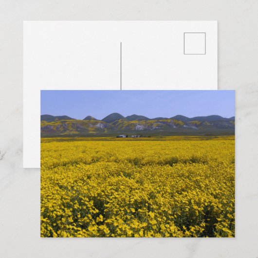 Geel landschap van de bloem briefkaart (Voorkant / Achterkant)