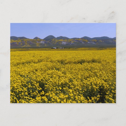 Geel landschap van de bloem briefkaart (Voorkant)