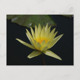 Geel Lotus Waterlily Briefkaart