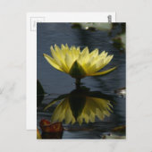Geel Lotus Waterlily Briefkaart (Voorkant / Achterkant)