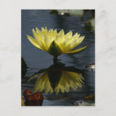 Geel Lotus Waterlily Briefkaart (Voorkant)