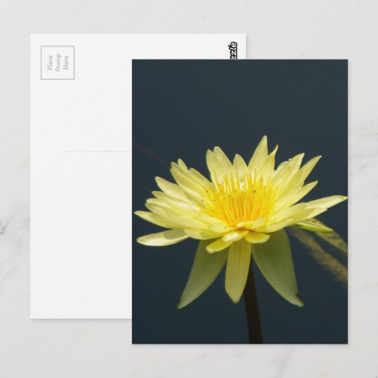 Geel Lotus Waterlily Briefkaart (Voorkant / Achterkant)