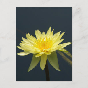 Geel Lotus Waterlily Briefkaart