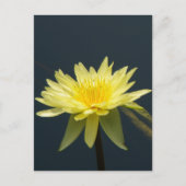 Geel Lotus Waterlily Briefkaart (Voorkant)