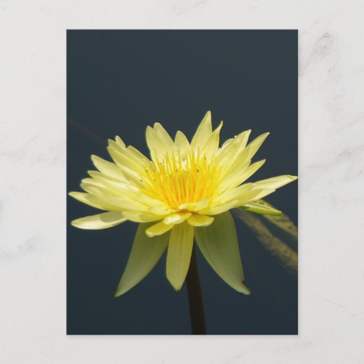 Geel Lotus Waterlily Briefkaart (Voorkant)