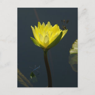 Geel Lotus Waterlily Briefkaart