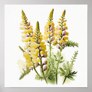 Geel Lupine Flower Art Print Poster