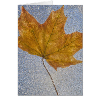 Geel maanblad onder water