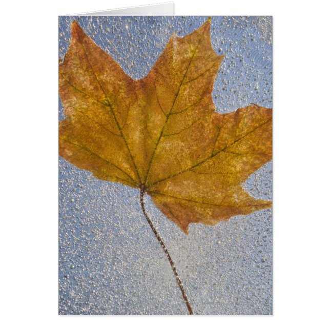 Geel maanblad onder water (Voorkant)