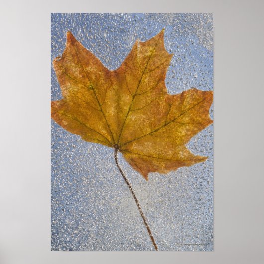 Geel maanblad onder water poster (Voorkant)