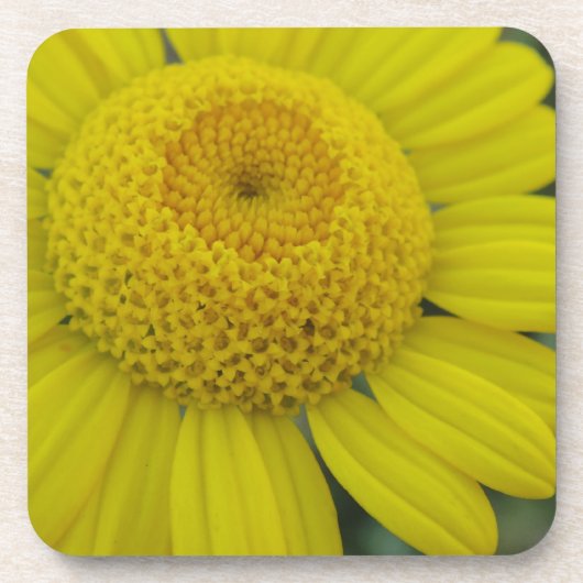 geel marguerite vierkant papier onderzetter (Voorkant)