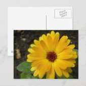 Geel marigold Macro Briefkaart (Voorkant / Achterkant)