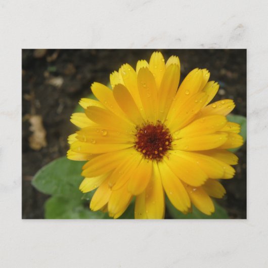 Geel marigold Macro Briefkaart (Voorkant)