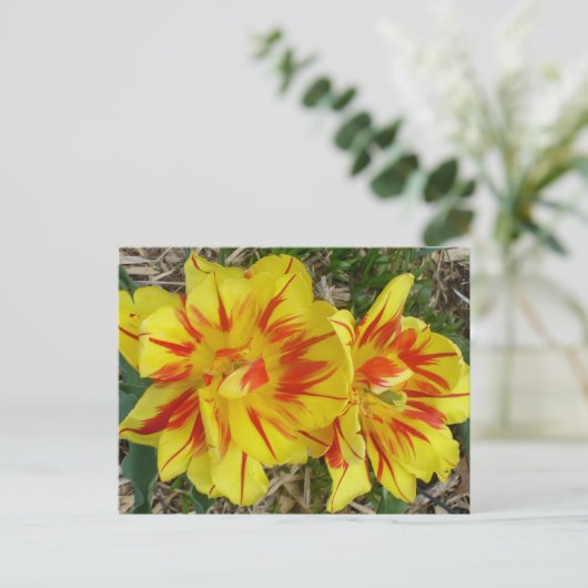 Geel met rode strepenventilator briefkaart (Staand voorkant)