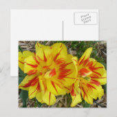 Geel met rode strepenventilator briefkaart (Voorkant / Achterkant)