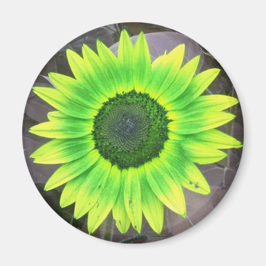 Geel N Green Sunflower Magnet (Voorkant)