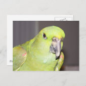 Geel-Naped Amazon Parrot-Briefkaart Briefkaart (Voorkant / Achterkant)