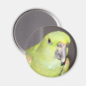 Geel-naped Amazon Parrot Magnet (Voorkant / Achterkant)