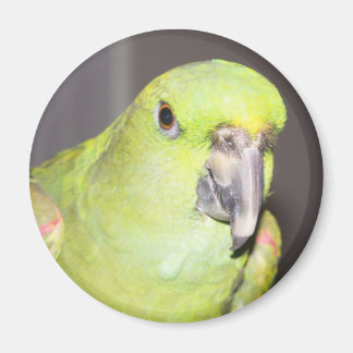 Geel-naped Amazon Parrot Magnet