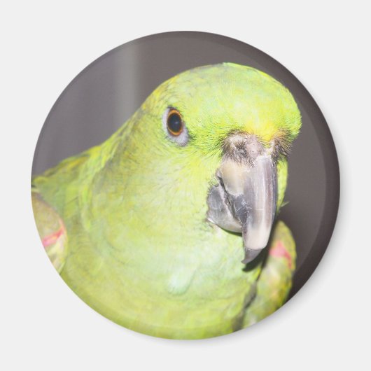 Geel-naped Amazon Parrot Magnet (Voorkant)