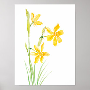 geel narcissen waterverf schilderend poster