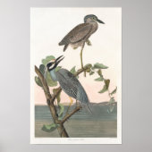  geel Night-heron Poster Print (Voorkant)