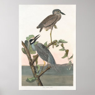 geel Night-heron Poster Print