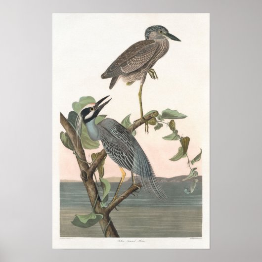  geel Night-heron Poster Print (Voorkant)