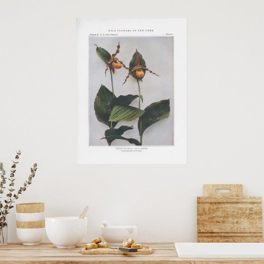 Geel of downy Lady's-Slipper Poster (Keuken)