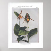 Geel of downy Lady's-Slipper Poster (Voorkant)