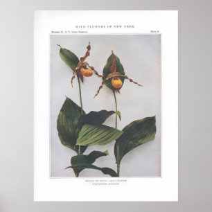 Geel of downy Lady's-Slipper Poster